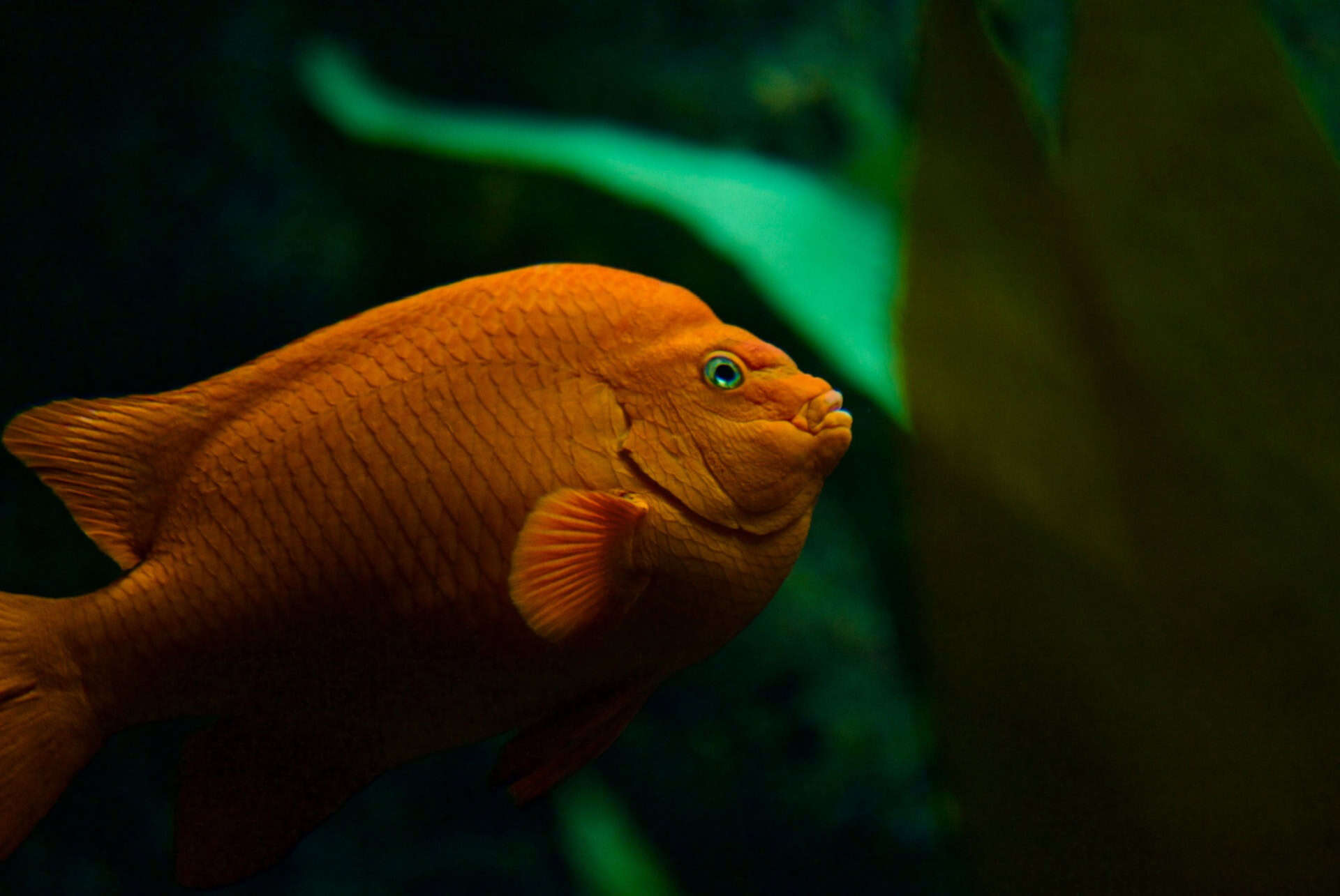 Central tank of the Oceanarium