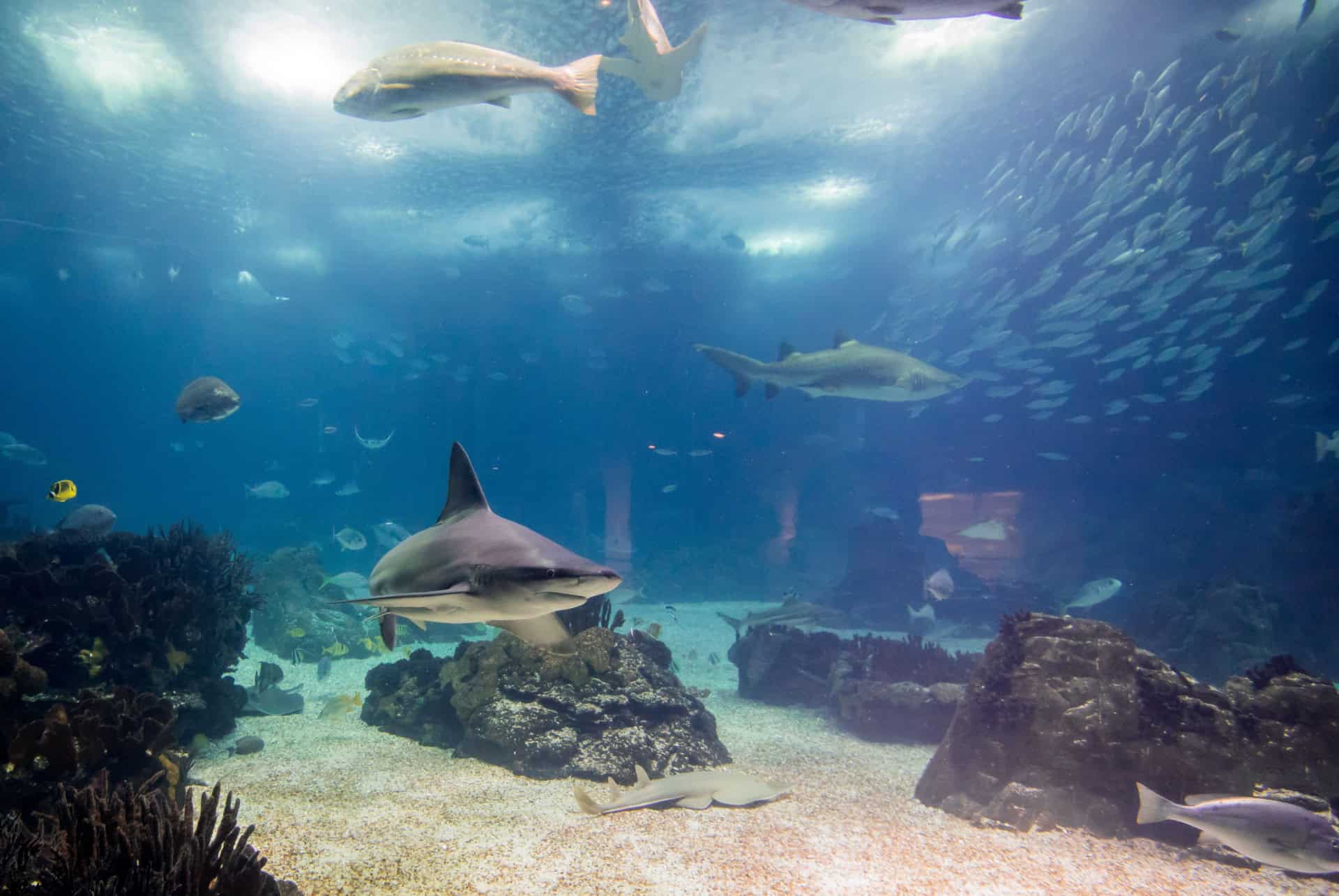 Oceanarium with Lisboa Card