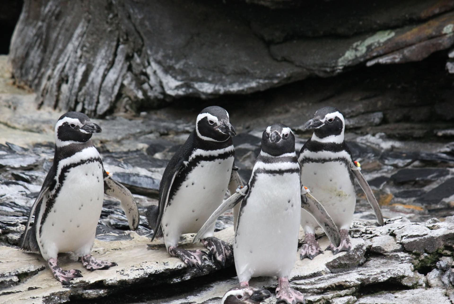 Penguins in the aquarium